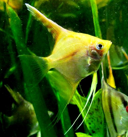 Angelfish - Yellow Platinum - Medium